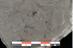 Foto (Detailansicht) von Thinnfeldia lunzensis Ettingshausen (NHMW-GEO-2024-0188-10588)
